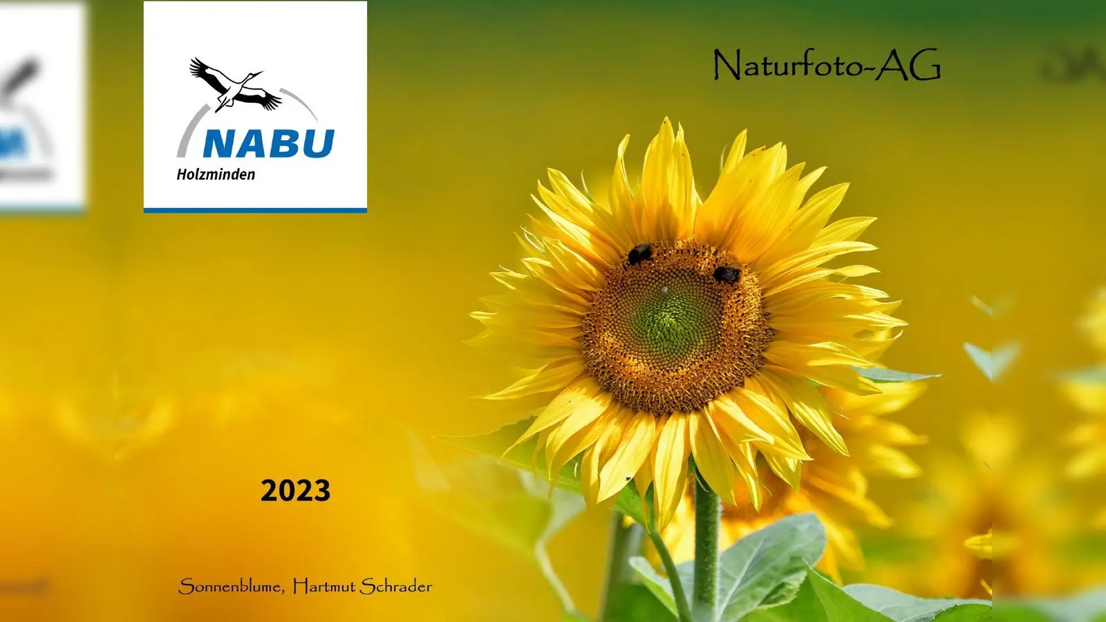 Das Titelbild des Naturfoto-AG-Kalenders 2023 zeigt eine Sonnenblume, fotografiert von Hartmut Schrader. (Foto: privat)