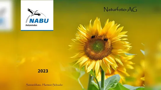 Das Titelbild des Naturfoto-AG-Kalenders 2023 zeigt eine Sonnenblume, fotografiert von Hartmut Schrader. (Foto: privat)