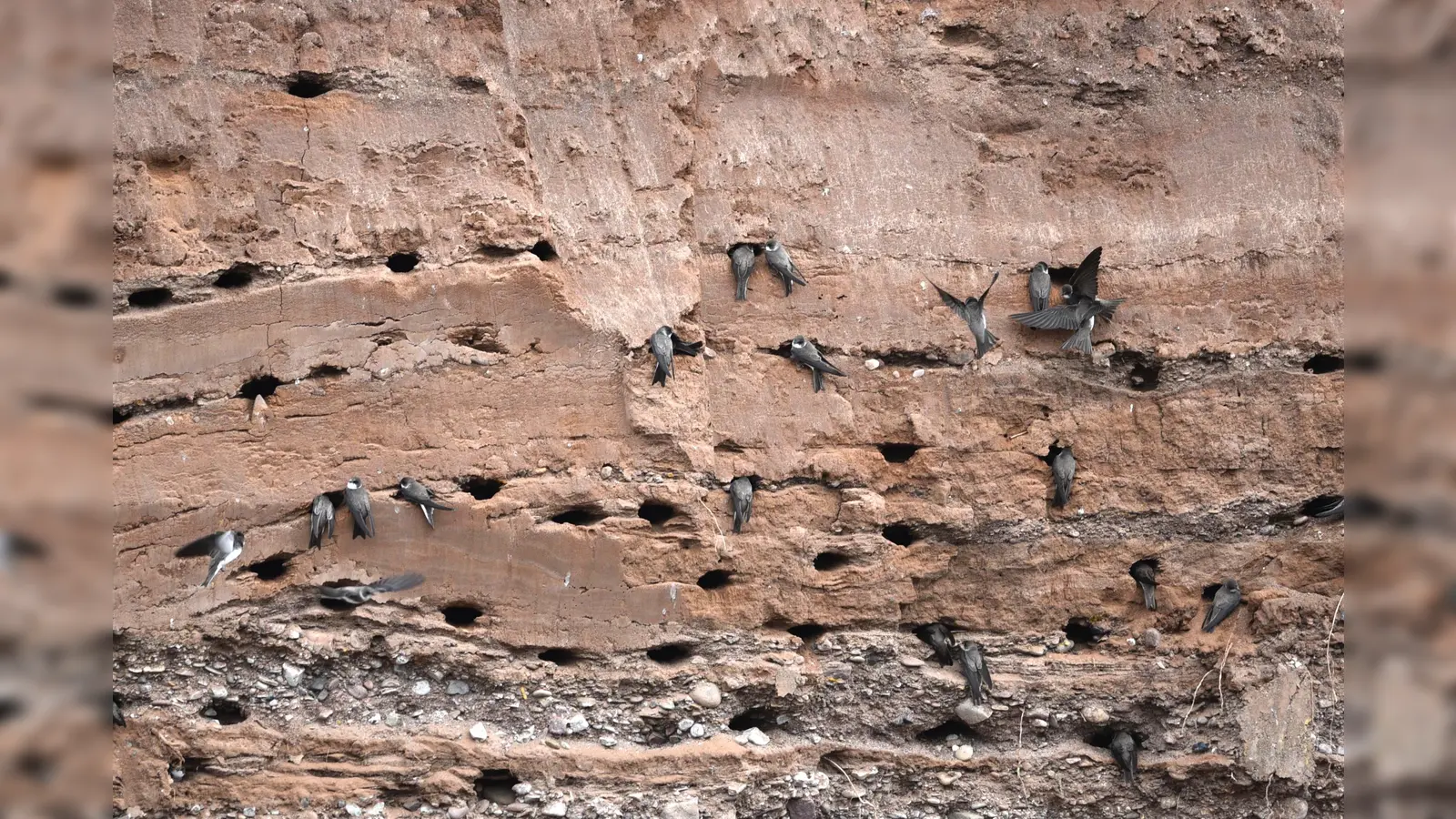 Die Uferschwalben haben ihre Brutröhren in die Steilwand gegraben.  (Foto: Hajo Kobialka)