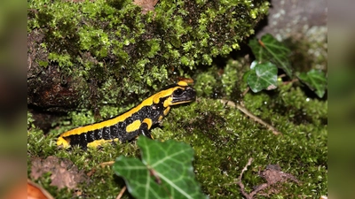Feuersalamander (Foto: Foto: Stefanie Beyer)