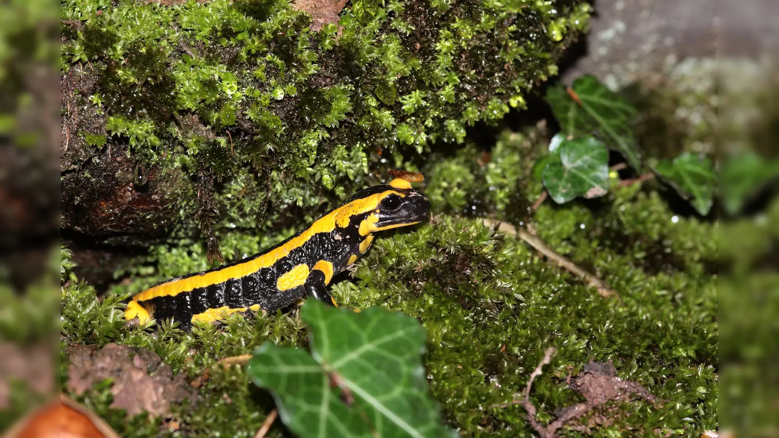 Feuersalamander (Foto: Foto: Stefanie Beyer)