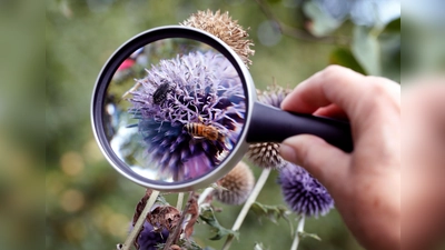 Insekten zählen mit Lupe. (Foto: NABU/Michael_Sieber)