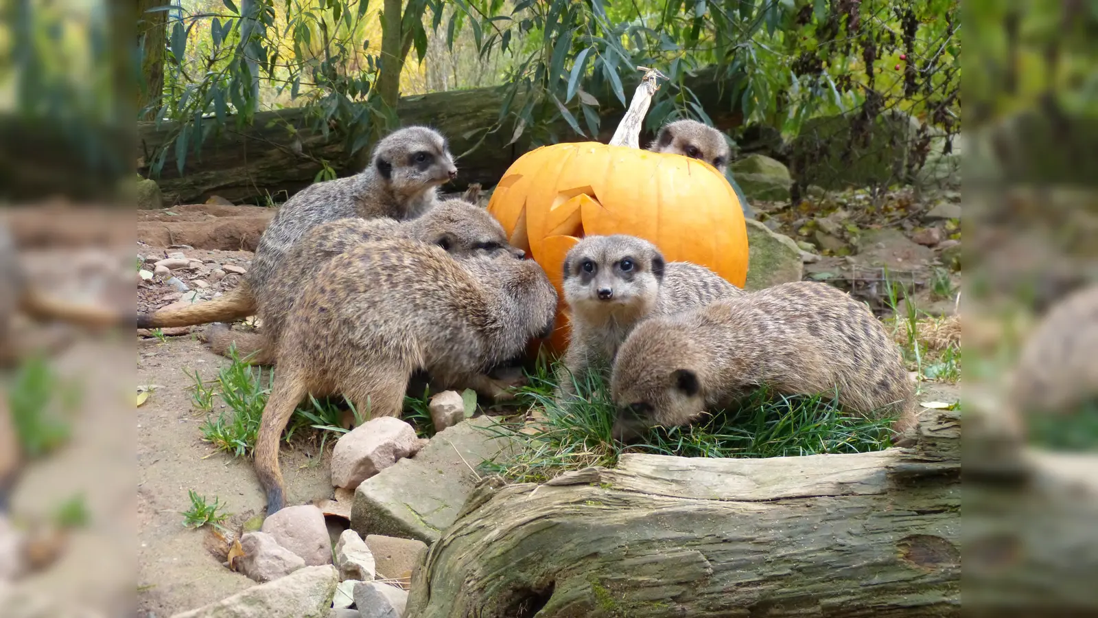 Bei den Erdmännchen wird tierfreundliches Halloween gefeiert. (Foto: Tierpark Sababurg)